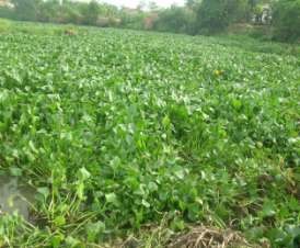 Hình 3 6 Bèo Nhật Bản ở cầu Mùi xã Thanh Trù – Vĩnh Yên Hình 3 7 Bèo Nhật 6