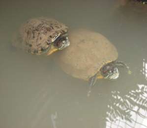 A Rùa tai đỏ Trachemys scripta elegans Hình 3 8 Rùa tai đỏ được nuôi nhà hàng 7