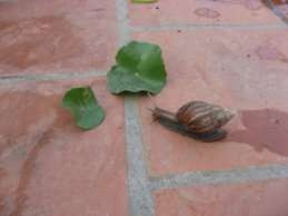 Hình 3 9 Ốc sên Vĩnh Phúc cũng là nơi có ốc sên và đã trở thành một sinh 8