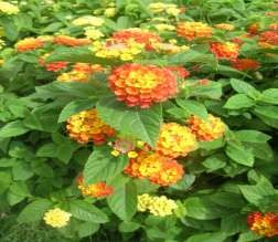 Hình 3 10 Cây hoa ngu ̃ sắ c Hình 3 11 Cá rô phi Mozambic Do có hoa khá đẹp ra 1