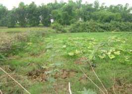 Hình 3 19 Cây Mai dương mọc sen kẽ với cây nông nghiệp tại xã Vân Xuân Vĩnh 10