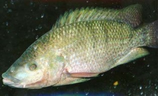 Hình 3 10 Cây hoa ngu ̃ sắ c Hình 3 11 Cá rô phi Mozambic Do có hoa khá đẹp ra 2