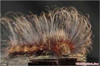 Hình 3 12 Sâu ro ́ m thông Sâu róm trưởng thành có đặc điểm trên cánh trước 3