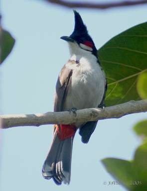 Hình 3 13 Chào mào đít đỏ Chào mào đít đỏ dễ dàng nhận ra được là nhờ 4