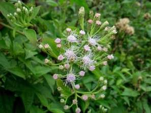 G Cá Sặc rằn Hình 3 14 Cây co ̉ La ̀ o Cá sặc rằn phân bố tại Thái Lan 5