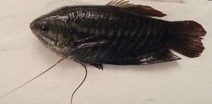 Hình 3 15 Cá Sặc rằn h Cây mào gà trắng Mào gà trắng Mào gà đuôi nheo 6