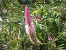 Hình 3 16 Cây ma ̀ o ga ̀ trắ ng 3 3 Tác động của sinh vật ngoại lai đến đa 7