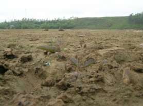 Hình 3 17 Cây Mai dương phát triển đầu tiên khi tại hồ Làng Hà xã Hồ Sơn – 8