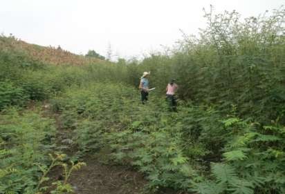 Hình 3 18 Mai dương tại xã Đồng Ích – Lập Thạch Do mọc xen nhau một cách dày 9