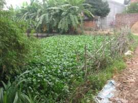 Hình 3 20 Bèo Nhật Bản phát triển mạnh tại các ao thôn Cổ Tích xã Đồng 1