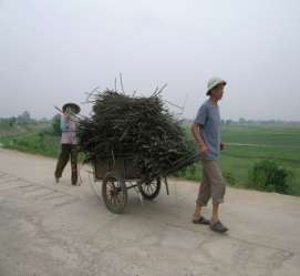 Hình 3 21 Mai dương được trồng làm hàng rào tại xã Kim Xá Vĩnh Tường Hình 2