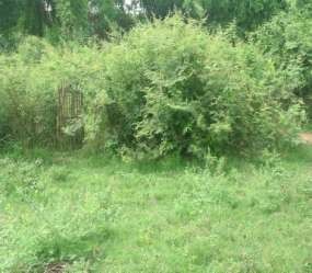 Hình 3 21 Mai dương được trồng làm hàng rào tại xã Kim Xá Vĩnh Tường Hình 3