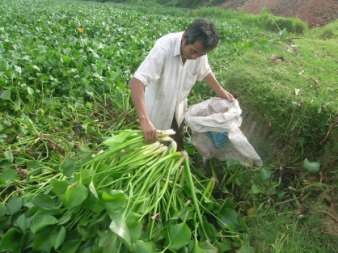 Hình 3 23 Bèo Nhật Bản dùng làm thức ăn chăn nuôi tại xã Thanh Trù Vĩnh Yên 4