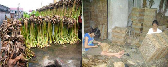 Hình 3 24 3 25 Bèo Nhật Bản được sử dụng làm đồ thủ công mỹ nghệ Một 5