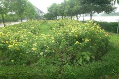 Hình 3 26 Cây ngũ sắc được trồng nhiều làm cây cảnh ở Vĩnh Phúc b Tác 6