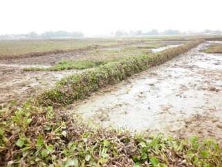 Hình 3 27 3 28 Nông dân ở xã Thanh Vân – Tam Dương phải rất vất vả rọn bỏ 8