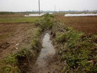 Hình 3 29 Bèo Nhật Bản mọc kín hầu hết các con mương dẫn nước tưới‌ 9