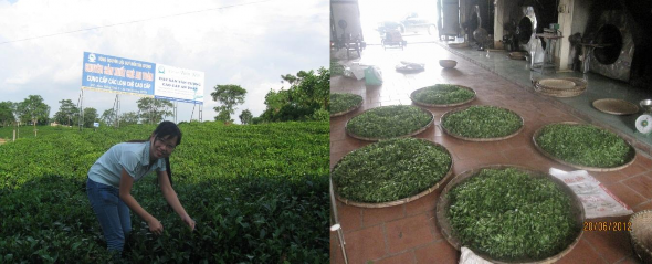 MỘT SỐ HÌNH ẢNH TRONG QUÁ TRÌNH THỰC HIỆN LUẬN VĂN Ảnh Đồi chè Tân Cương 1