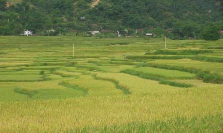 Nghiên cứu tính dễ bị tổn thương và năng lực thích ứng với biến đổi khí hậu của cộng đồng xã Tây Phong huyện Cao Phong tỉnh Hòa Bình - 11