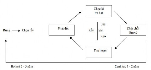 Hình 3 4 Chu kỳ canh tác nương rẫy truyền thống của người Đan Lai Nguồn 1