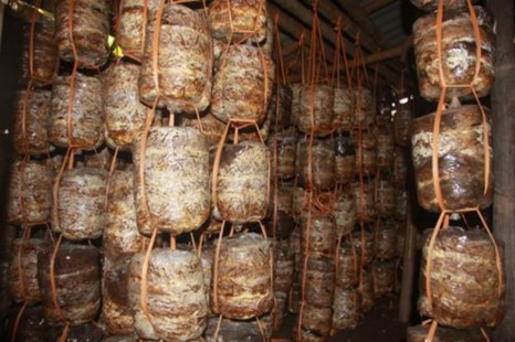 Hình 3 13 rơm dùng để sản xuất nấm Hầu hết đều ủng hộ việc xây dựng 3