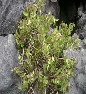 Bò Lan ông Hạ Long tại đảo Vạn Gió Ảnh chụp năm 2008 Lan hài vệ nữ hoa 10