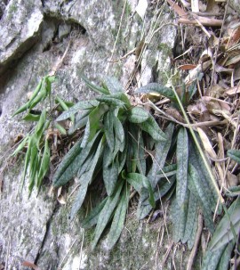 Lan ông Hạ Long tại đảo Vạn Gió Ảnh chụp năm 2008 Lan hài vệ nữ hoa vàng 11