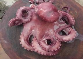 Phụ lục 5 Các món ăn đặc sản tại Hạ Long Ruốc Lỗ Hạ Long Tu Hài Hạ 12