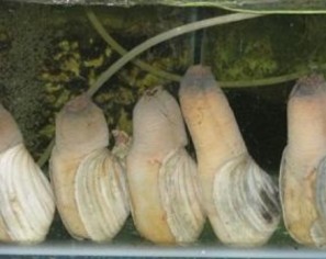 Ruốc Lỗ Hạ Long Tu Hài Hạ Long Bún xào ngán Hạ Long Sam 4 Sò Huyết Hạ 13