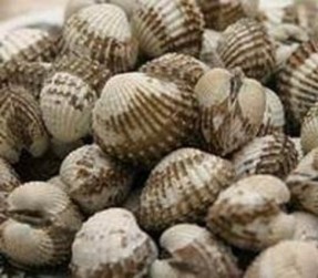 5 Bề Bề Hạ Long Cù Kỳ Hạ Long Rượu nếp ngâm rươụ Nga ́ n Hạ Long 6 17