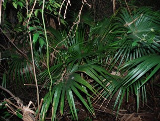 Phụ lục 4 Một số loài đặc hữu khu vực Vạn Bội Lơ ̀ m Bò Hạ Long Cọ 2