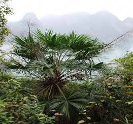 Cọ Hạ Long Livistona halongensis chưa trưởng thành ảnh trái và đã trưởng 3