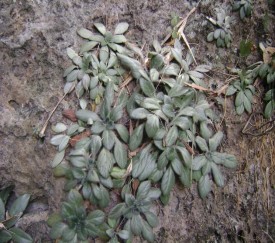 2 Ngũ gia bì Hạ Long tại đảo Hang Trai Sung Hạ Long tại đảo Lờm Ảnh chụp năm 4