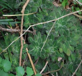 2 Ngũ gia bì Hạ Long tại đảo Hang Trai Sung Hạ Long tại đảo Lờm Ảnh chụp năm 5