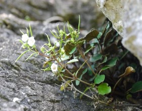 2 Ngũ gia bì Hạ Long tại đảo Hang Trai Sung Hạ Long tại đảo Lờm Ảnh chụp năm 6