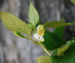 2 Ngũ gia bì Hạ Long tại đảo Hang Trai Sung Hạ Long tại đảo Lờm Ảnh chụp năm 7