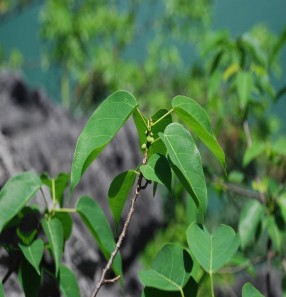 Sung Hạ Long tại đảo Lờm Ảnh chụp năm 2008 Bò Lan ông Hạ Long tại đảo Vạn 9