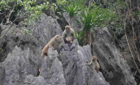 Hình 1 1 Khỉ vàng trên núi đá vôi vịnh Hạ Long Nguồn Viên Ta ̀ i nguyên va ̀ 1