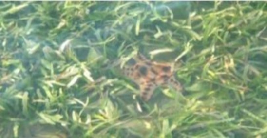 Hình 1 2 Hê ̣sinh tha ́ i đa ́ y mềm trên viṇ h Ha ̣Long Nguồn Viên Ta ̀ i 2