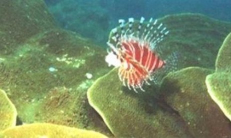 Hình 1 3 Cá Mao Tiên trong ran san hô viṇ h Ha ̣Long Nguồn Viên Ta ̀ i nguyên va ̀ 3