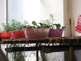 1a 1b Hình 1 1 Mô hình thử nghiệm TSTV trong xử lý ô nhiễm của Phòng Thuỷ 1