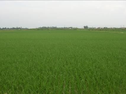 Những cánh đồng lúa với những ruộng lúa diện tích rộng Cây ăn quả một 3