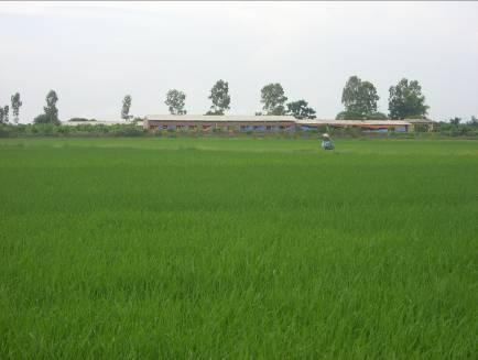 Những cánh đồng lúa với những ruộng lúa diện tích rộng Cây ăn quả một 4