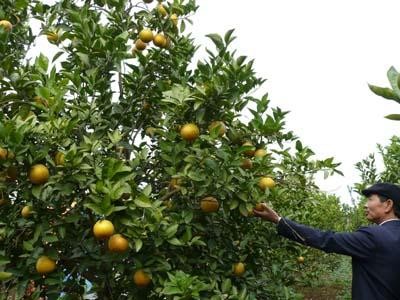 Cây ăn quả một thế mạnh của ngành nông nghiệp Văn Giang được đưa vào 5