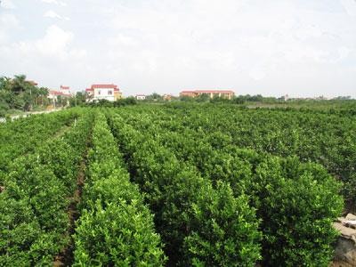 Cây ăn quả một thế mạnh của ngành nông nghiệp Văn Giang được đưa vào 6
