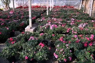 Nông dân chăm cây cảnh ngoài đồng Hoa cây cảnh những sản phẩm nông nghiệp 7