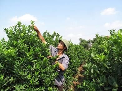 Nông dân chăm cây cảnh ngoài đồng Hoa cây cảnh những sản phẩm nông nghiệp 8