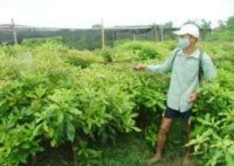 Nông dân chăm cây cảnh ngoài đồng Hoa cây cảnh những sản phẩm nông nghiệp 9