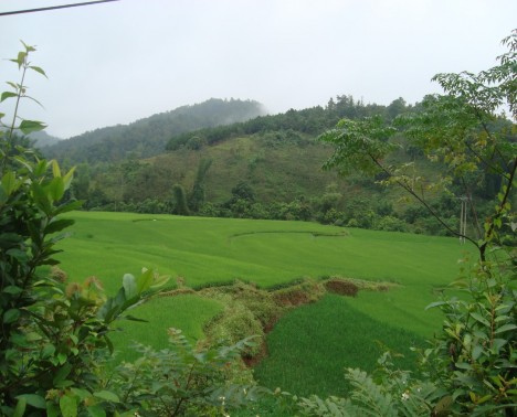 Hình 3 Ruộng nước của người Tày ở thôn Bản Thẩu Hình 4 Ruộng ngô của 3