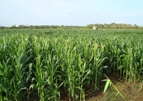 Hình 4 Ruộng ngô của người Tày ở Bản Thẩu Hình 5 Thu hoạch sắn Hình 6 4